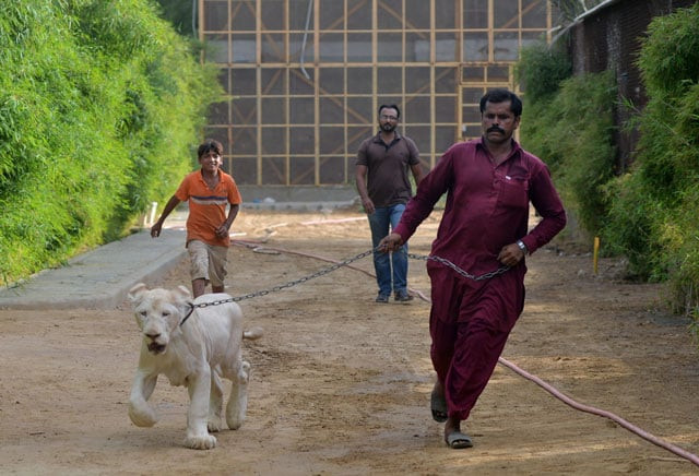 in this picture taken on may 20 2019 a caretaker walks with a white lion at a private zoo in karachi photo afp in this picture taken on may 20 2019 a caretaker walks with a white lion at a private zoo in karachi photo afp