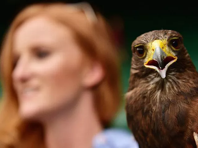the bird of prey has been making pigeons 039 lives hell for more than a decade at wimbledon photo afp the bird of prey has been making pigeons 039 lives hell for more than a decade at wimbledon photo afp
