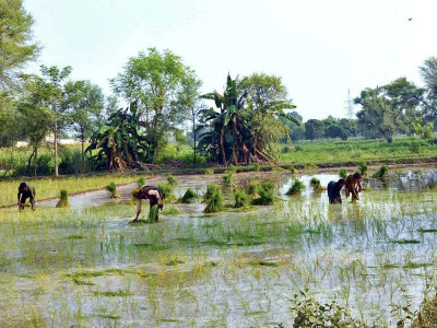 iran keen to import 0 5m tons of rice from pakistan iran keen to import 0 5m tons of rice from pakistan
