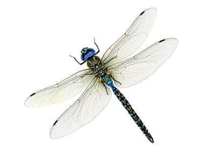 defender of crops on brink of extinction