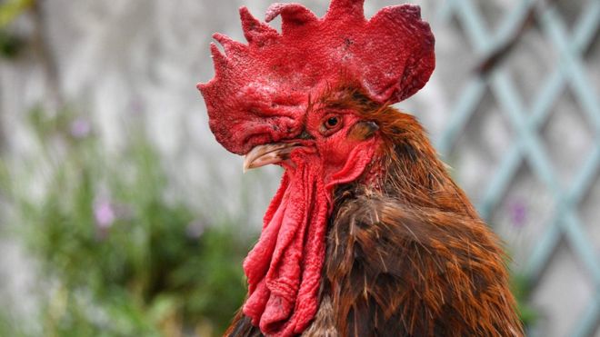 maurice the rooster taken to court for quot noise pollution quot photo afp