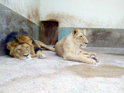 crippled lion pair euthanised at lahore s safari zoo crippled lion pair euthanised at lahore s safari zoo
