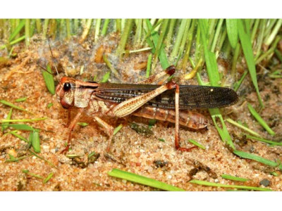 threat of locust attack looms over south punjab