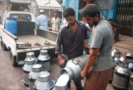 dairy farmers out to milch customers dry in sindh dairy farmers out to milch customers dry in sindh