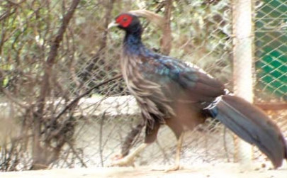 bird flu control dhodial pheasantry to re open from july 5