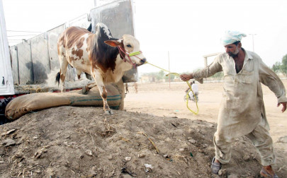 traders decry lack of facilities at asia s largest cattle market traders decry lack of facilities at asia s largest cattle market
