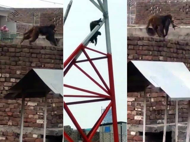 the four monkeys in action photo express the four monkeys in action photo express