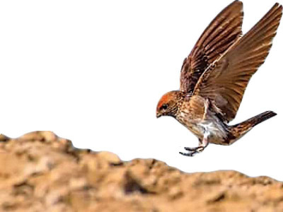 320 species to be displayed at birds of sindh exhibition 320 species to be displayed at birds of sindh exhibition