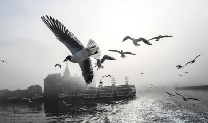 gulls could pass on drug resistant bacteria to humans say scientists