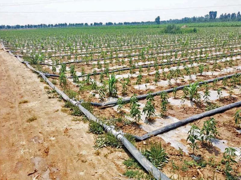 the letter states that sindh s irrigation department has been claiming that the water losses between punjab and guddu barrage range between 19 and 28 which is not conceivable photo file the letter states that sindh s irrigation department has been claiming that the water losses between punjab and guddu barrage range between 19 and 28 which is not conceivable photo file