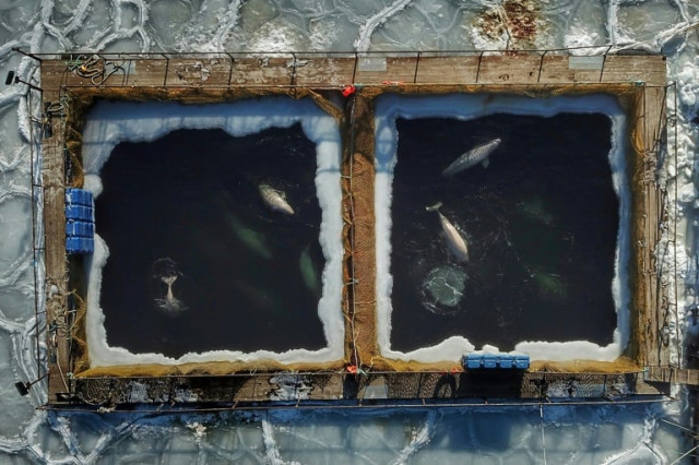 the controversial russian facility holds dozens of whales caught to be sent to aquariums but which will now be released photo afp the controversial russian facility holds dozens of whales caught to be sent to aquariums but which will now be released photo afp
