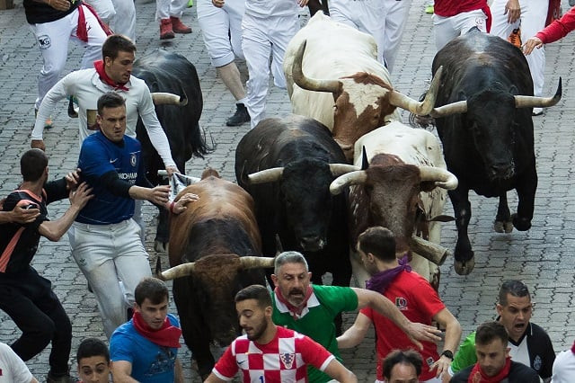 participants run next to palmosilla fighting bulls on the seventh bullrun of the san fermin festival in pamplona photo afp participants run next to palmosilla fighting bulls on the seventh bullrun of the san fermin festival in pamplona photo afp