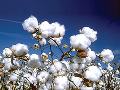 insects attack cotton crop in south punjab