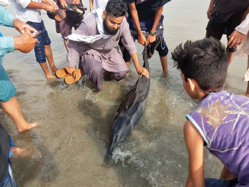 people gather around the dolphin which washed up on the shore on saturday in injured condition photo express