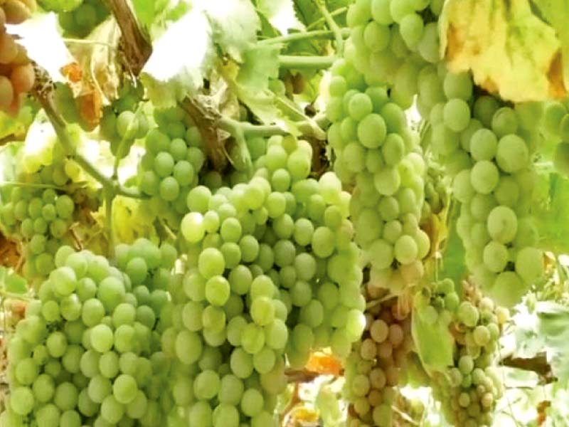 just a few years ago the prospect of cultivating grapes in northern parts of punjab was unimaginable photos express