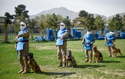 man s best friend the dogs who sniff out explosives in kabul man s best friend the dogs who sniff out explosives in kabul