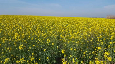 crops in multan division locust free