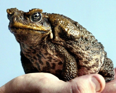 toxic toads found near sydney spark fears of southward spread toxic toads found near sydney spark fears of southward spread