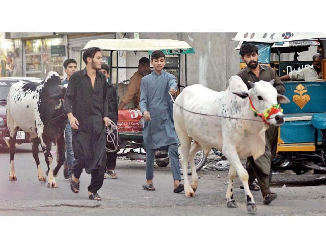 cattle markets set up in city
