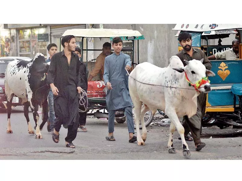 cattle markets set up in city