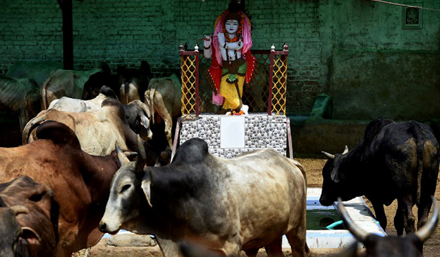 in this photograph taken on april 24 2017 a statue of the hindu god lord krishna is seen at a cow shelter in the indian capital new delhi photo afp in this photograph taken on april 24 2017 a statue of the hindu god lord krishna is seen at a cow shelter in the indian capital new delhi photo afp