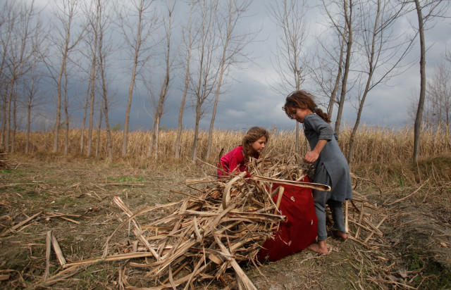 young girls collect sugar cane husks for cooking and heating fuel in charsadda pakistan photo reuters