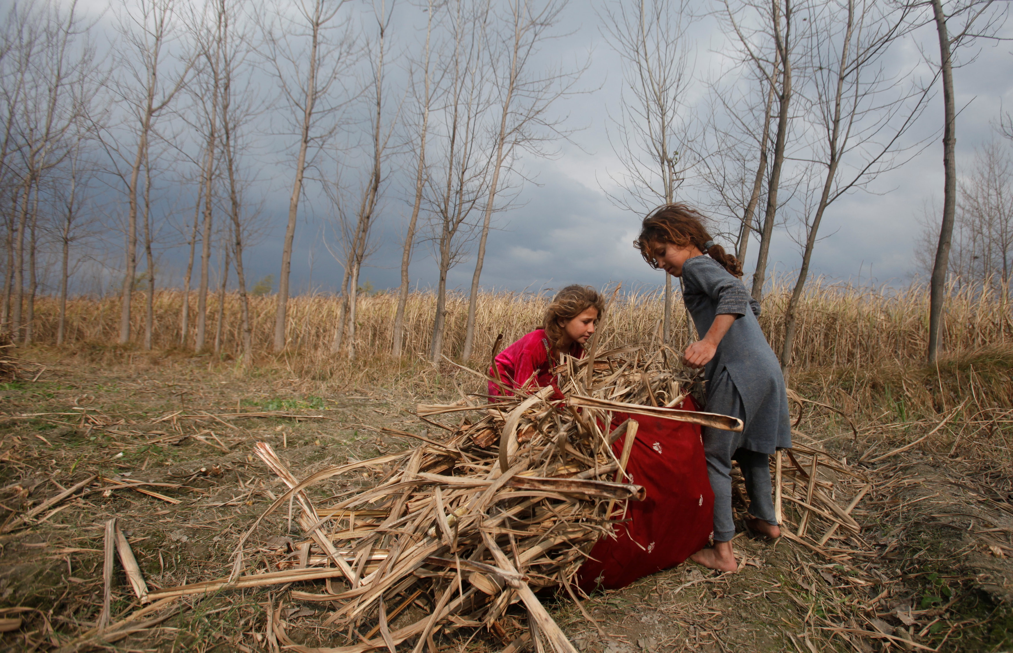 young girls collect sugar cane husks for cooking and heating fuel in charsadda pakistan photo reuters