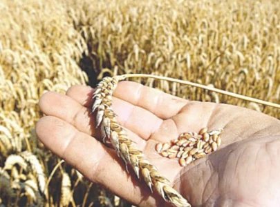 ecc recommends free wheat market ecc recommends free wheat market