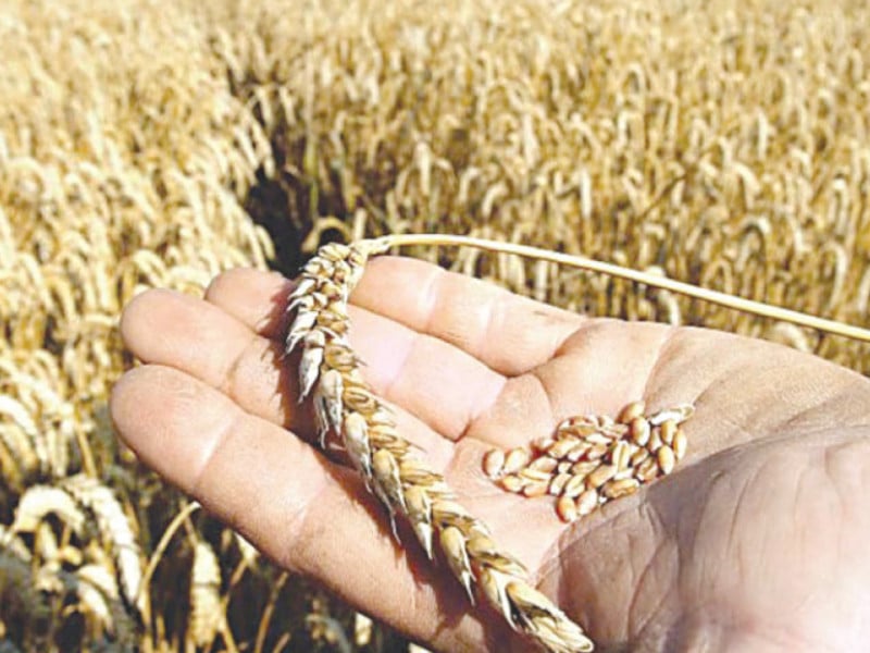 given the significant cost associated with holding the imported wheat it was proposed that agencies lift the commodity based on a 50 50 ratio to help passco avoid losses photo file