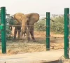 watch wild elephant kills german tourist in india