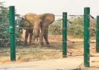 female african elephants sonia and malka roam in their enclosure at safari park where madhubala is expected to arrive too from the karachi zoo photo express