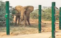 tb treatment begins for elephants