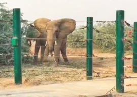 safari park elephant sonia dies