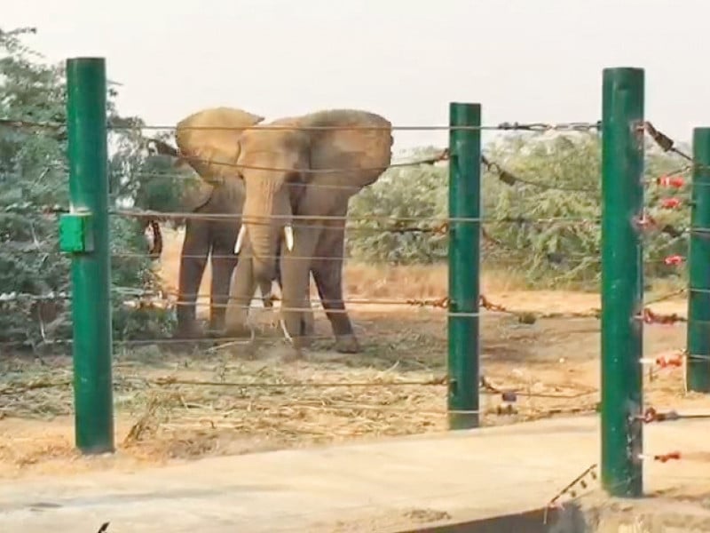 female african elephants sonia and malka roam in their enclosure at safari park where madhubala is expected to arrive too from the karachi zoo photo express