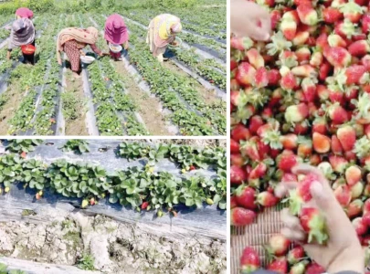 sweet and tangy strawberry farming flourishes in deepalpur
