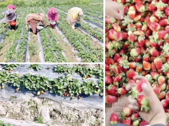 the ripe strawberries are carefully handpicked cleaned and packed into baskets photos express the ripe strawberries are carefully handpicked cleaned and packed into baskets photos express