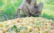 kot momin emerges as peach hub