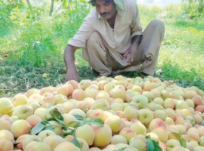kot momin emerges as peach hub kot momin emerges as peach hub
