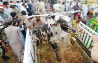 high cattle prices shock eid buyers high cattle prices shock eid buyers