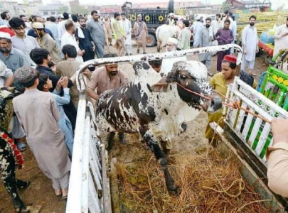 high cattle prices shock eid buyers