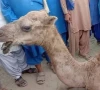camel s eyes gouged out over dispute