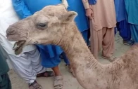 camel s eyes gouged out over dispute