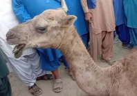 camel s eyes gouged out over dispute