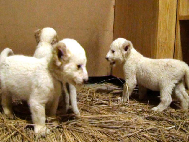 the three lion cubs are healthy and have been shifted to the cage photo awais bashir the three lion cubs are healthy and have been shifted to the cage photo awais bashir