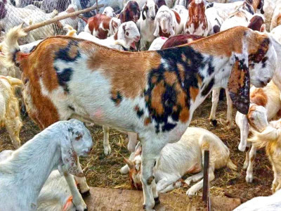 price of sacrifice to rise manifold