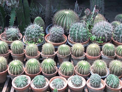 imported plants pretty but dangerous