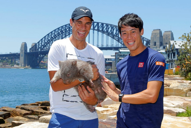 tennis players rafael nadal and kei nishikori cuddle up to lola an australian wombat photo reuters tennis players rafael nadal and kei nishikori cuddle up to lola an australian wombat photo reuters