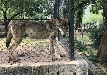 skinny wolves sick bear pakistan officials wrangle over zoo skinny wolves sick bear pakistan officials wrangle over zoo