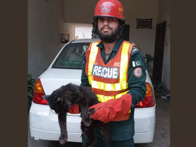 rescue 1122 springs into action soon after getting a phone call from the cat s owner photo express rescue 1122 springs into action soon after getting a phone call from the cat s owner photo express