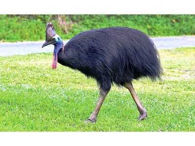 the elderly eviscerator of lahore zoo